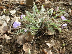 Gueldenstaedtia verna