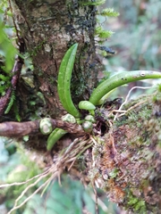 Bulbophyllum lamingtonense