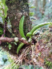 Bulbophyllum lamingtonense