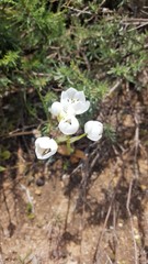 Ornithogalum dubium