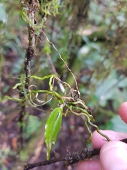 Sarcochilus parviflorus