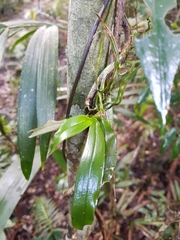 Sarcochilus parviflorus
