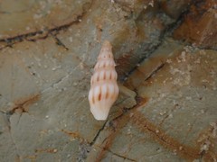 Austrodrillia angasi