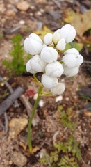 Ornithogalum dubium
