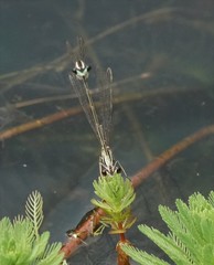Pseudocopera ciliata