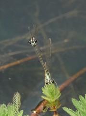 Pseudocopera ciliata