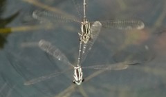 Pseudocopera ciliata