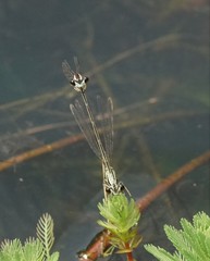 Pseudocopera ciliata