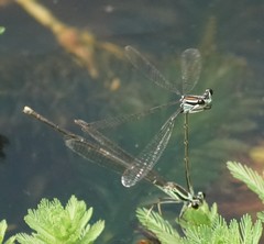 Pseudocopera ciliata
