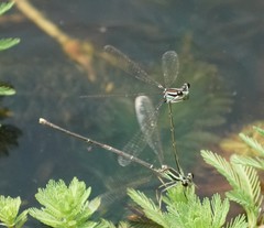 Pseudocopera ciliata