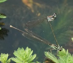 Pseudocopera ciliata