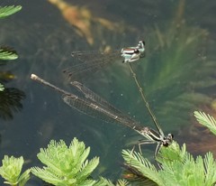 Pseudocopera ciliata
