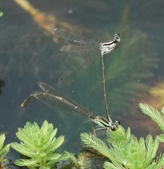 Pseudocopera ciliata