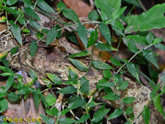 Diploderma polygonatum xanthostomum