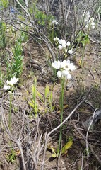 Ornithogalum dubium