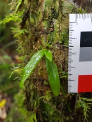 Sarcochilus parviflorus