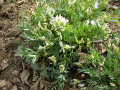 Oxytropis peschkovae
