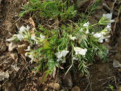 Oxytropis peschkovae