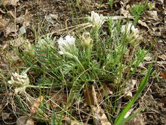 Oxytropis peschkovae