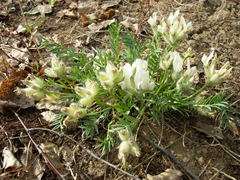 Oxytropis peschkovae