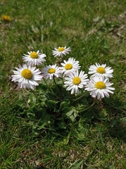 Bellis perennis