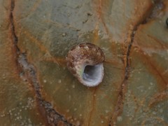 Eurytrochus strangei