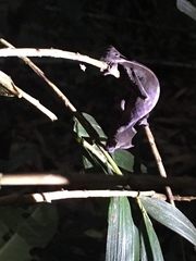 Uroplatus phantasticus