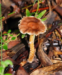 Stropharia formosa