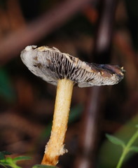Stropharia formosa