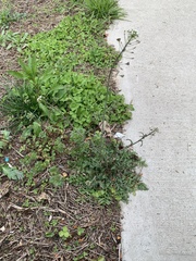 Capsella bursa-pastoris