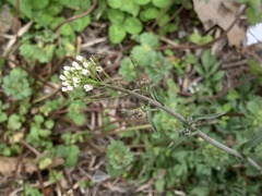 Capsella bursa-pastoris