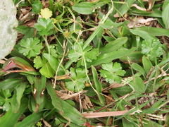 Hydrocotyle batrachium