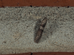 Ceromitia iolampra
