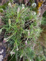 Plantago subulata