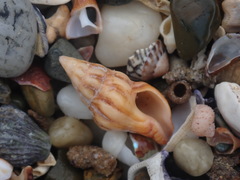 Nodopelagia brazieri