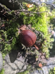Pholiota multicingulata