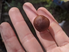 Pholiota multicingulata