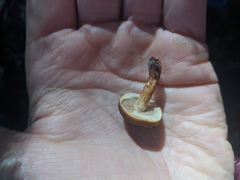 Pholiota multicingulata