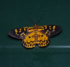 Dysphania bivexillata