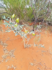 Crotalaria cunninghamii
