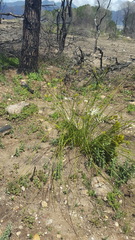 Bobartia longicyma