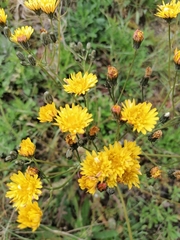 Crepis vesicaria haenseleri