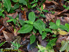 Goodyera foliosa