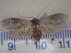 Cyclotorna monocentra