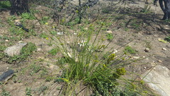 Bobartia longicyma