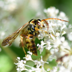 Poecilopompilus interruptus