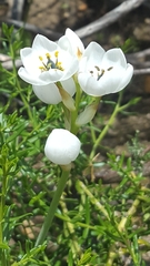 Ornithogalum dubium