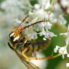 Poecilopompilus interruptus