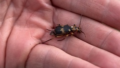 Pheropsophus javanus