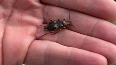 Pheropsophus javanus